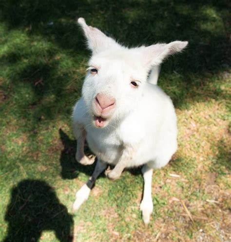 An albino kangaroo named Jess at Glen Forest Tourist Park. via Port Lincoln By: Greg Snell ...