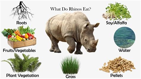 What Do Rhinos Eat? | Feeding Nature