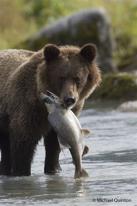 LIFE CYCLE OF PINK SALMON | JOURNAL OF A WILDLIFE PHOTOGRAPHER