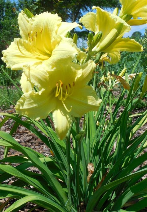 Summer Blooming Plants - 25 Favorites for Long Season Color