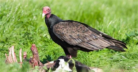 Turkey Vulture Size & Wingspan: Just How Big Are They? - IMP WORLD