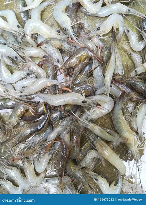 Indian Prawns Fish Caught from Ganga River Stock Photo - Image of river ...