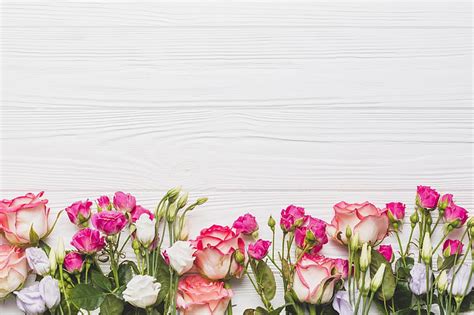 HD wallpaper: rose, spring, flower, 4k, pink | Wallpaper Flare