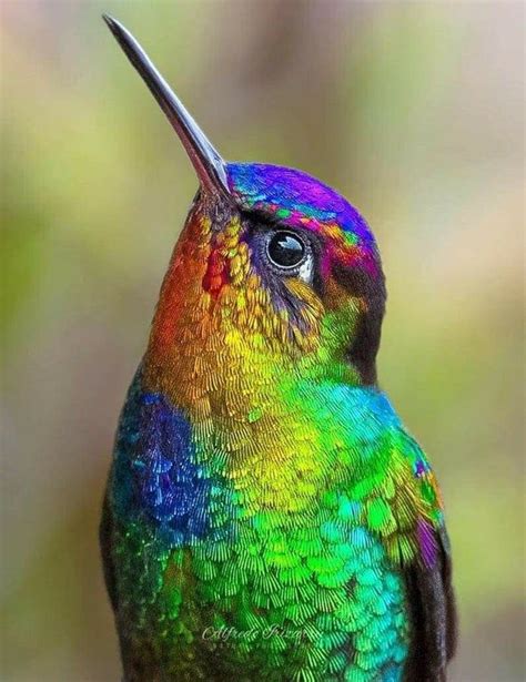 Fiery throated hummingbird – Artofit