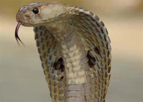 Cobra - Simple English Wikipedia, the free encyclopedia