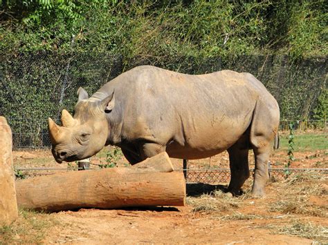 Zoo Atlanta, Atlanta, Georgia - Travel Photos by Galen R Frysinger ...