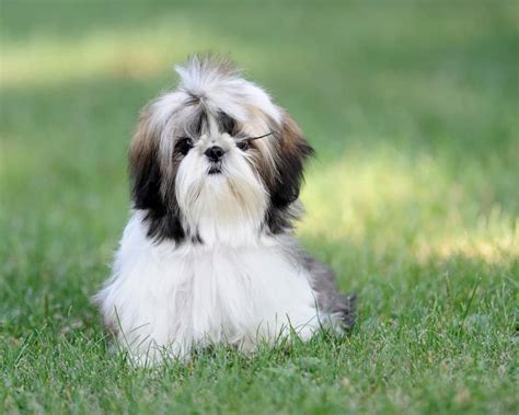 Shih Tzu - SpockTheDog.com