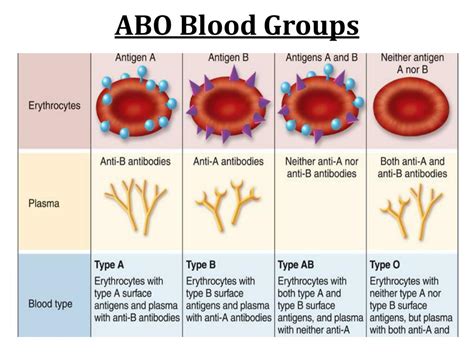 PPT - ABO Blood Groups PowerPoint Presentation, free download - ID:2847004