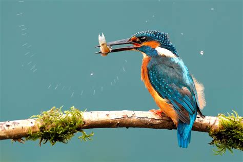 Kingfisher feeding - Image by Martin Lawrence