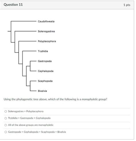 Solved Using the phylogenetic tree above, which of the | Chegg.com