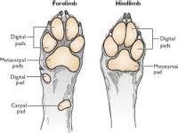 Purr-Views: Paw Pad Injuries