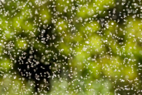 Swarm Season - Termites Vs Flying Ants | Northwest Exterminating