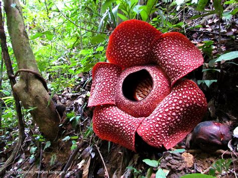 The largest flower in the world