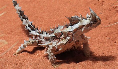 Thorny devil facts, distribution & population | BioDB