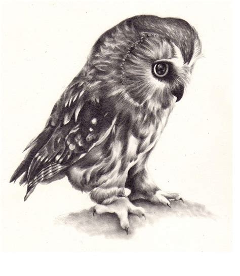 Realistic Barn Owl Drawing at GetDrawings | Free download