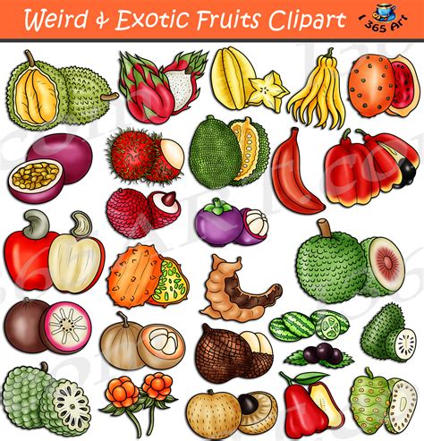 Weird & Exotic Fruits Clipart Set Download - Clipart 4 School