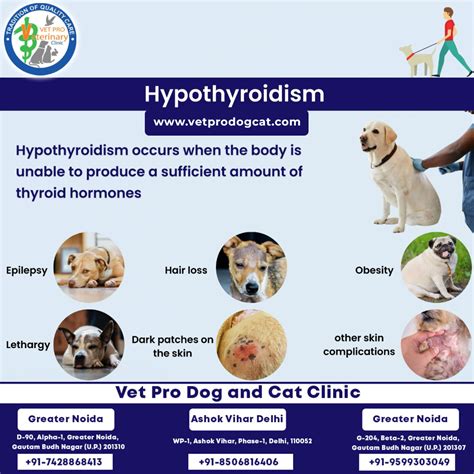 What are the symptoms of hypothyroidism in dogs?