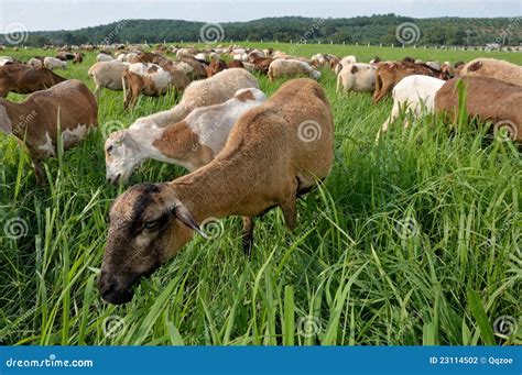 Goats eating grass stock photo. Image of close, goat - 23114502