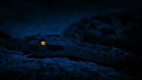 Rattlesnake With Glowing Eyes At Night | Stock Video | Pond5