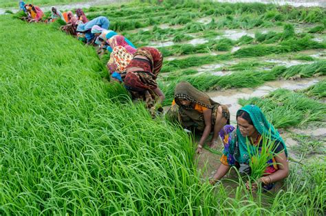 In India, Mobile Apps are Transforming Agriculture - Modern Farmer