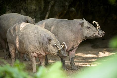 Slimy, spiky and slightly unsightly: 18 of the weirdest animals on ...