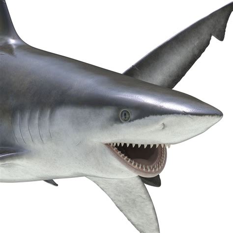 Bignose Shark Pose 2 3D模型 3D模型 $79 - .3ds .c4d .fbx .ma .obj .max - Free3D