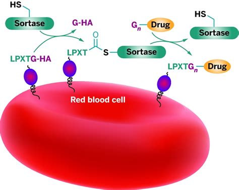 Hitching A Ride On Red Blood Cells