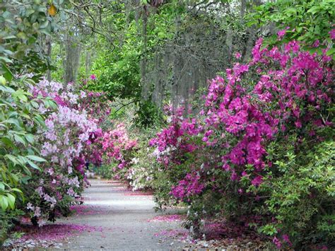 Magnolia Plantation Garden