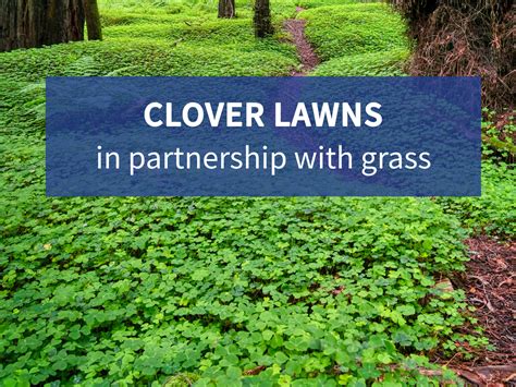 Clover Lawns: In Partnership with Grass - Resource Central