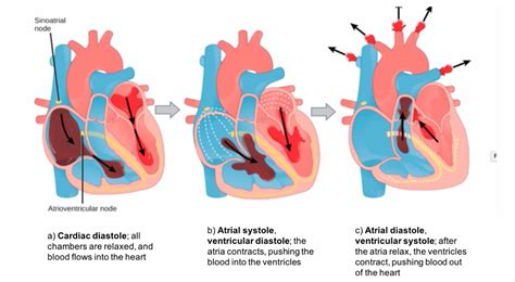The Cardiac Cycle | A-Level Biology Revision Notes