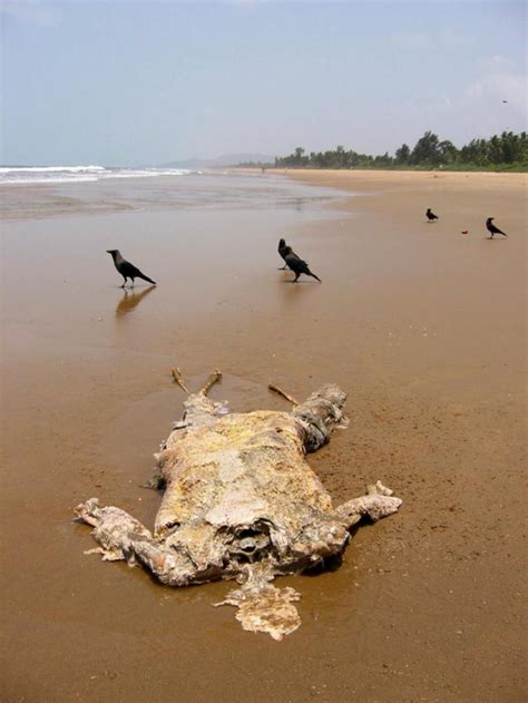 50+ Scary Images Depicting Filth of Varanasi & River Ganges