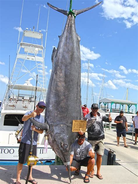 Massive 649kg marlin's death during game fishing fight defended as a rare tag and release ...