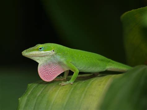 Anolis carolinensis 2 by AbeDoss on DeviantArt