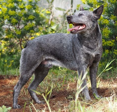 Australian Stumpy Tail Cattle Dog Info, History, Temperament, Training, Pictures