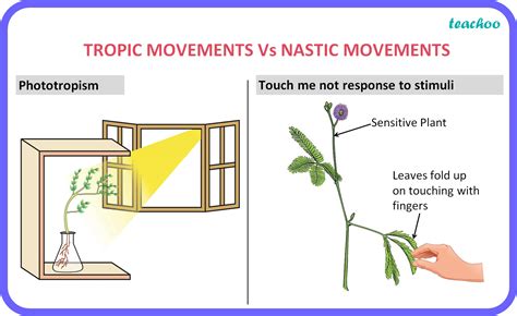 [Class 10] What is the difference between tropic and nastic movements?