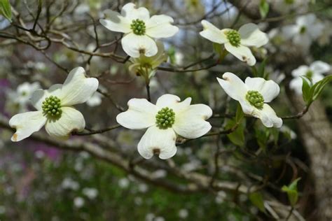 Dogwood | Fairview Garden Center | Raleigh NC