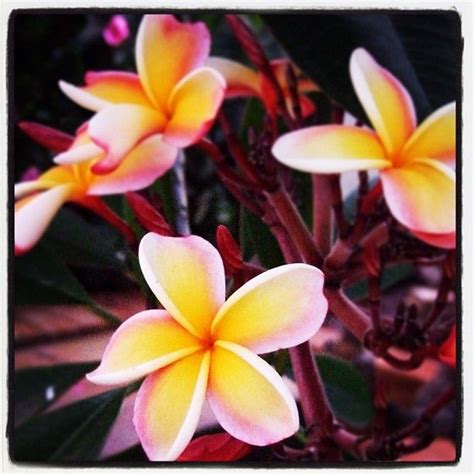 #flowers #oahu #hawaii #Instagram #jnj_adv_hawaii #aloha | Family ...