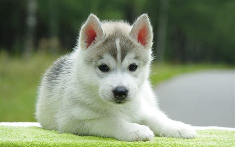 Are Siberian Husky Puppies Lazy