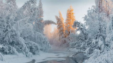 Wallpaper winter, forest, snow, trees, 4K, Nature #23950