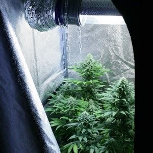 Why Ventilation In Greenhouses & Grow Rooms Is So Important