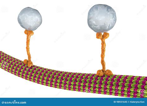 Intracellular Transport, Kinesin Motor Proteins Transport Molecules ...