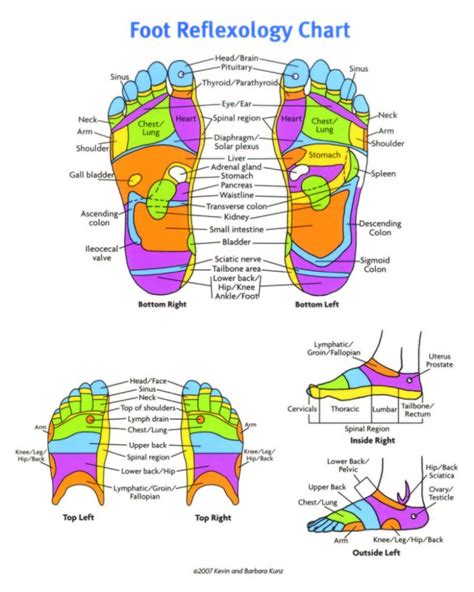 31 Printable Foot Reflexology Charts & Maps - Template Lab