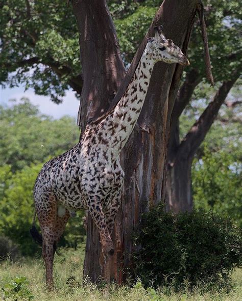 A very rare and very beautiful leucistic giraffe 📸 by @mlorentz23 of @passagetoafrica # ...