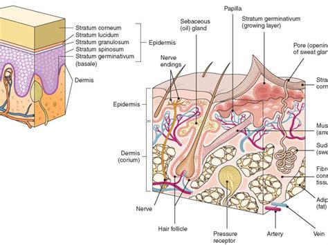 our Integumentary System Functions And Structure anatomy pictures and ...