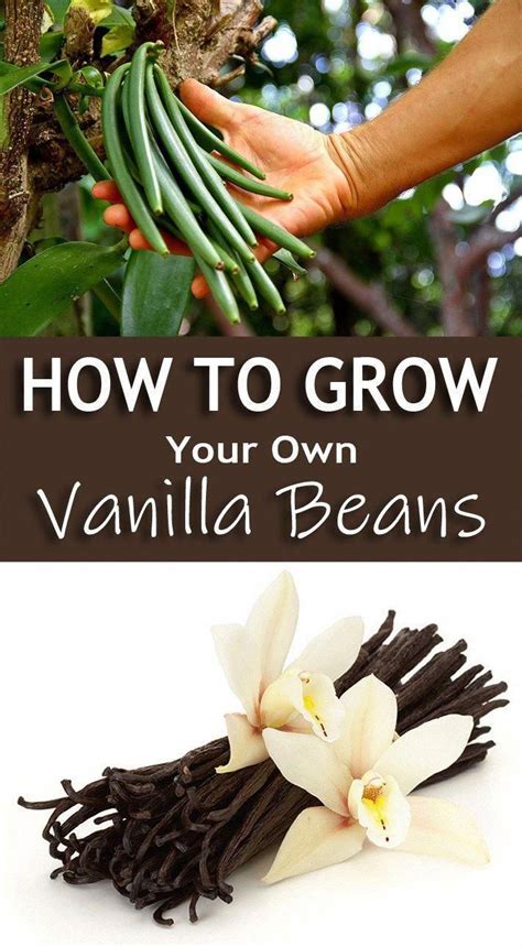 How To Grow Your Own Vanilla Beans? Many people are interested in ...