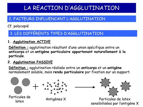 PPT - LA REACTION D’AGGLUTINATION PowerPoint Presentation, free download - ID:707787