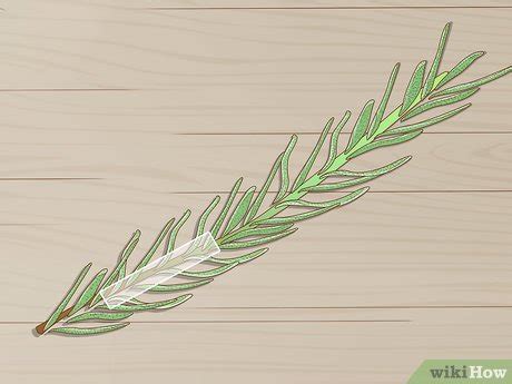 How to Grow Lavender from Cuttings (with Pictures) - wikiHow