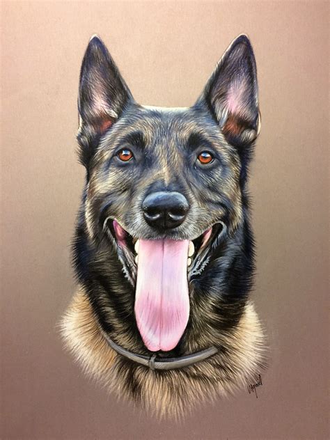 Belgian Malinois Dog Pencil Drawing, Dog Portrait Drawing, Dog Portraits Painting, Wildlife ...