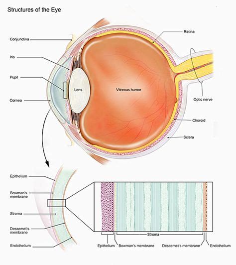 Structures of the eye and layers of the cornea.