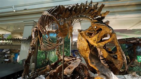 T. Rex Finds Dangerous Meal as Smithsonian Dinosaur Hall Reopens